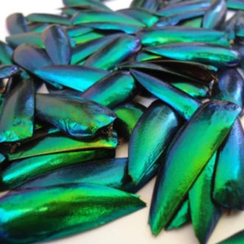 Jewel beetle wings drilled for jewelry making